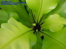 Asplenium Nidus